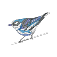 Sailfish Animals Sailfish Animals