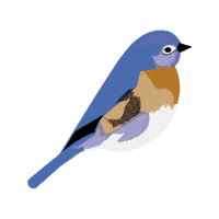 Sailfish Animals Sailfish Animals