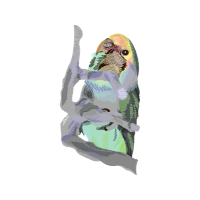 Sea Turtles Animals Sea Turtles Animals