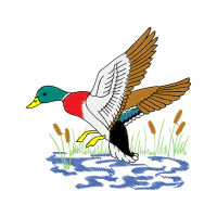 Seaducks Animals Seaducks Animals