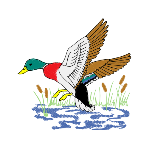 Seaducks Animals Seaducks Animals