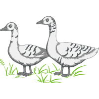 Seaducks Animals Seaducks Animals