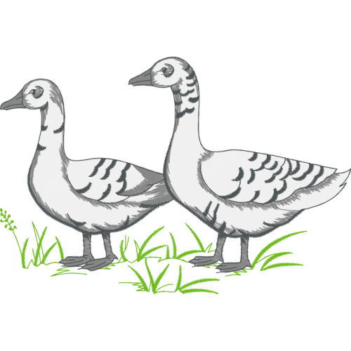 Seaducks Animals Seaducks Animals