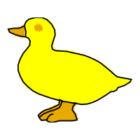 Seaducks Animals Seaducks Animals