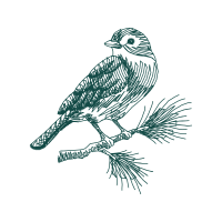 Sharp Shinned Hawk Animals Sharp Shinned Hawk Animals