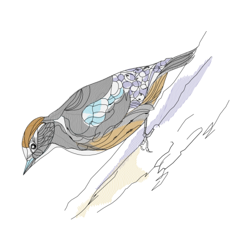 Shrike Animals Shrike Animals