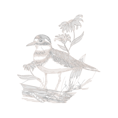 Shrike Animals Shrike Animals