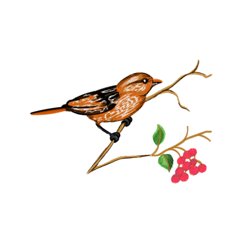 Shrike Animals Shrike Animals