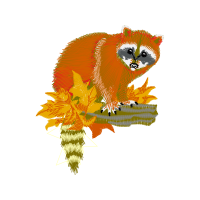 Slow Loris Animals