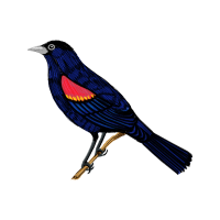 Snares Penguin Animals