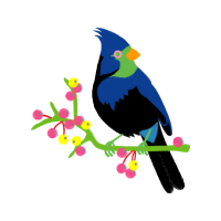 Steller S Jay Animals