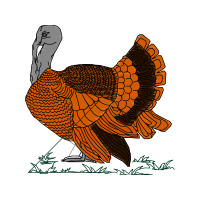 T Rkiye Animals T Rkiye Animals