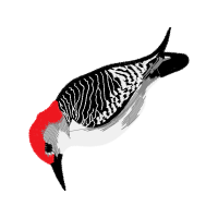 T Rkiye Animals T Rkiye Animals