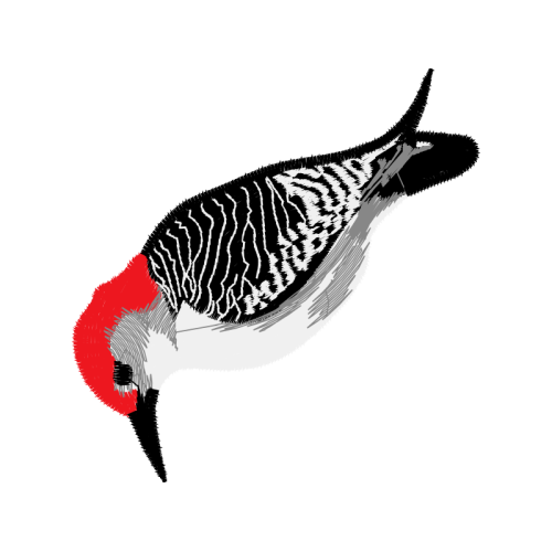 T Rkiye Animals T Rkiye Animals