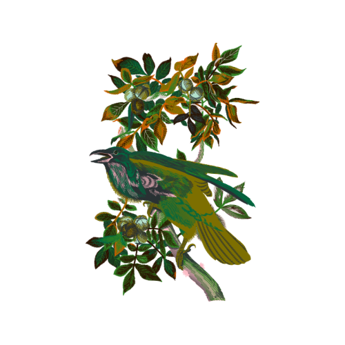 The Birds Of America Animals The Birds Of America Animals