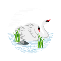 Tundra Swan Animals Tundra Swan Animals