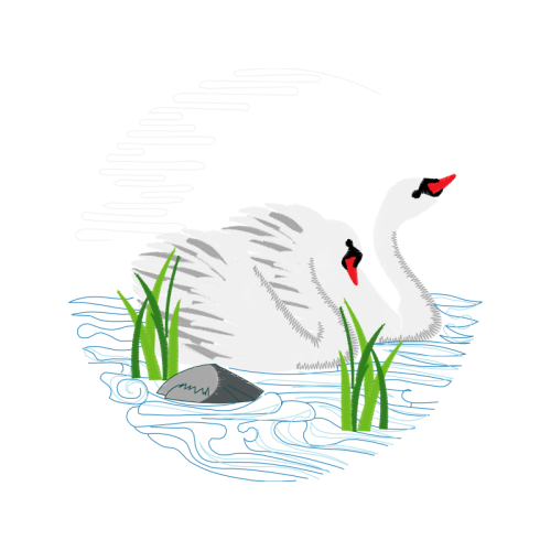 Tundra Swan Animals Tundra Swan Animals