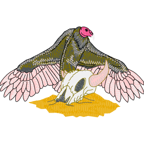 Turkey Vulture Animals Turkey Vulture Animals
