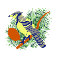 Western Tanager Animals