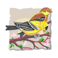 Western Tanager Animals