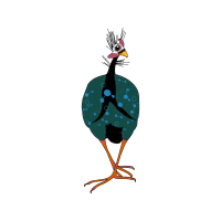 Wild Turkey Animals Wild Turkey Animals