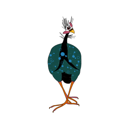 Wild Turkey Animals Wild Turkey Animals