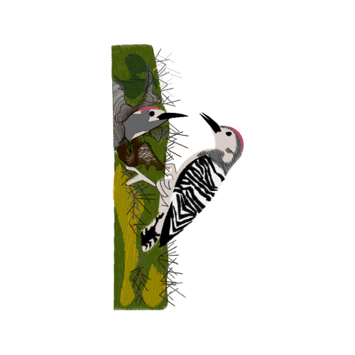 Woodpeckers Animals Woodpeckers Animals