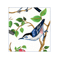 Wrens Animals Wrens Animals