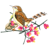 Wrens Animals Wrens Animals