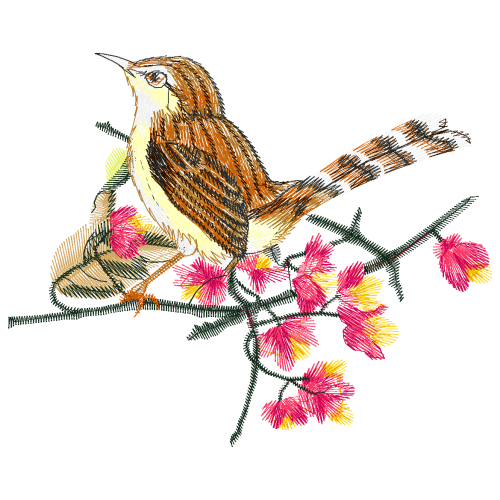 Wrens Animals Wrens Animals