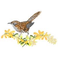 Wrens Animals Wrens Animals