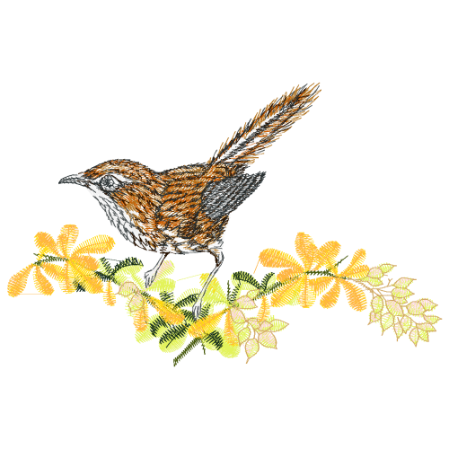 Wrens Animals Wrens Animals