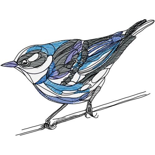 Wrens Animals Wrens Animals