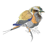 Wrens Animals Wrens Animals