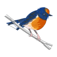 Wrens Animals Wrens Animals