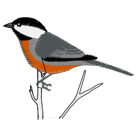 Wrens Animals Wrens Animals