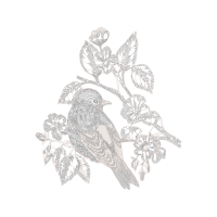 Wrens Animals Wrens Animals