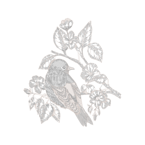 Wrens Animals Wrens Animals