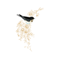 Wrens Animals Wrens Animals