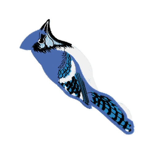 Wrens Animals Wrens Animals