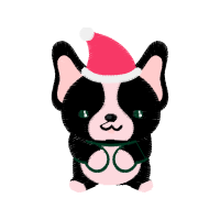 American Shorthair Animals American Shorthair Animals