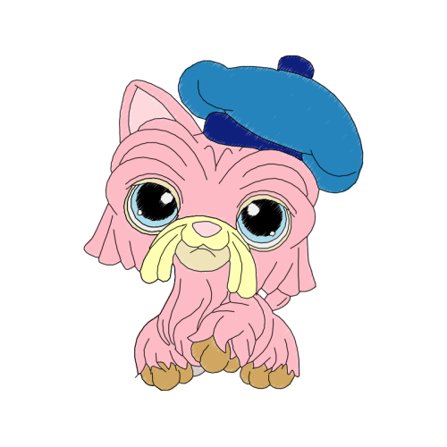 American Shorthair Animals American Shorthair Animals