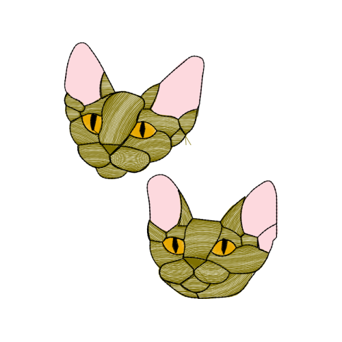 American Wirehair Animals American Wirehair Animals