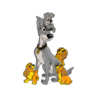 Boston Terrier Animals