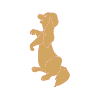 Brown Bear Animals Brown Bear Animals