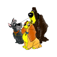 Cat Animals Cat Animals