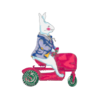 Domestic Rabbit Animals