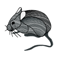 Domestic Rabbit Animals