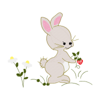 Domestic Rabbit Animals