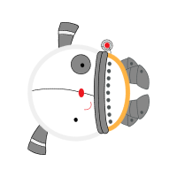 Drawing Animals